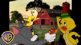 Tom & Jerry in italiano 🇮🇹 | Quack Quack, è il piccolo Quacker! 🐣 | @WBKidsItaliano​