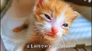 Chuyện về một bé mèo con không có mama | MYPET