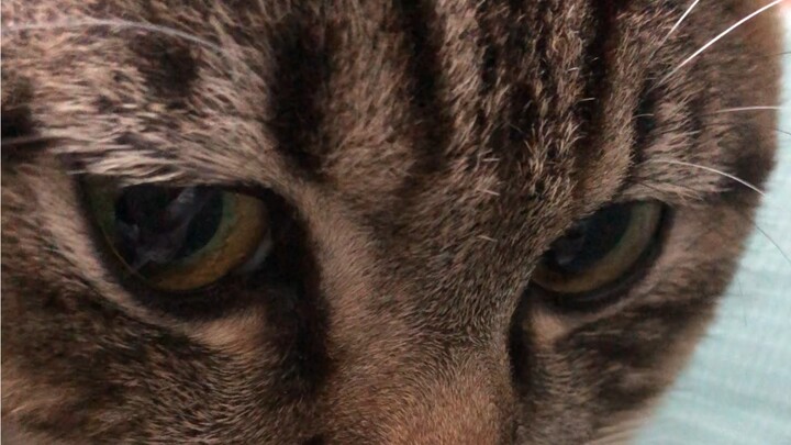 Terpesona oleh suara sendiri—kucing kecil juga bisa canggung!