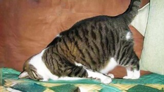 Funniest Cats 😹 - อย่าพยายามกลั้นเสียงหัวเราะ 😂 - Funny Cats Life