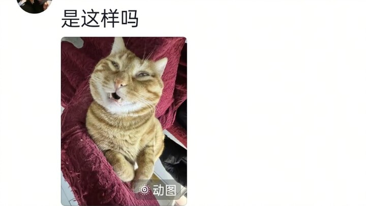 Sự khác biệt giữa mèo con ngủ thật và ngủ giả!