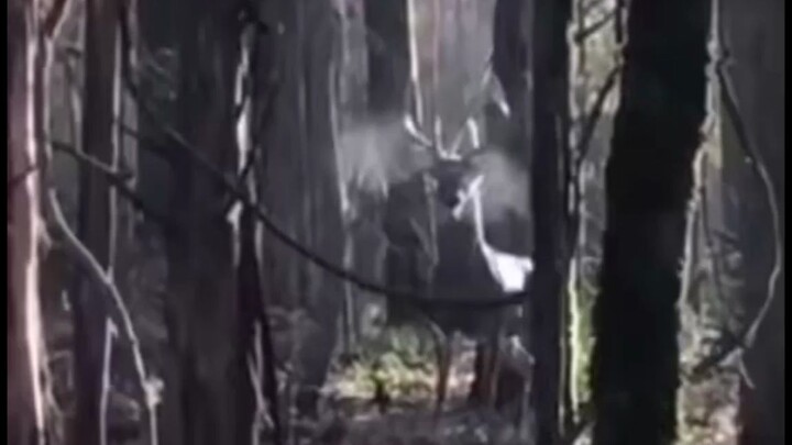 กวางตัวนี้ดูเหมือนจะกำลังโกรธอยู่เลย