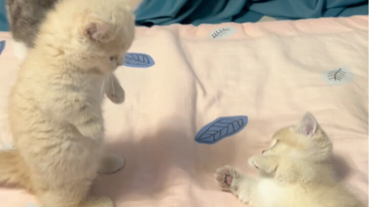 اللحاف لم يُغسل منذ زمن طويل حتى نمت فيه القطط!