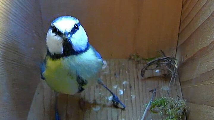 Burung siskin biru sudah mulai membuat sarang, dia bukan pasangan tanpa anak!