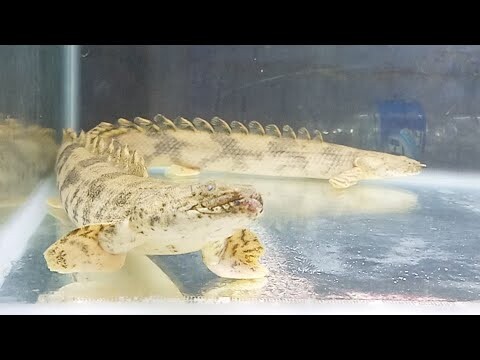 Q & A: APAKAH SUSAH MEMELIHARA IKAN PREDATOR: IKAN NAGA