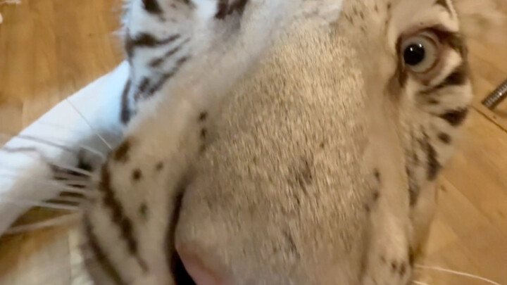 This cat is really struggling.