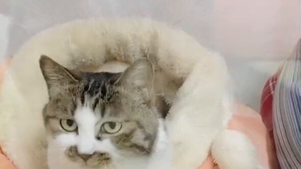 [Moving] The little kitten that had three legs broken but still trusted humans - the little black mo