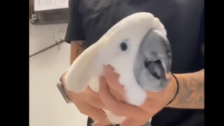 Dududu~ Meriam Mesin Kakaktua