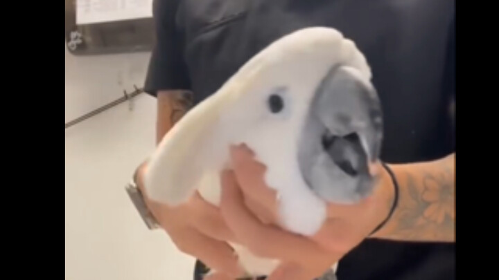 Dududu~ Meriam Mesin Kakaktua