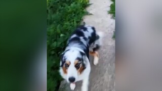 e bị tiktok bóp e 2 cái h chỉ muốn khóc thôi 😭😭e có biết gì đâuTikTokDieuKy dogs chó_cưng thúcưng petlover chó trending chó_cưng xuhuong ngáohusky❤️🍀 cún doglover