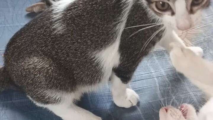 😺😺