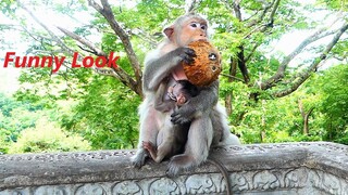 Oh Really Funny To See Old Mama Barry Makes Small Conflict With Coconut Skull