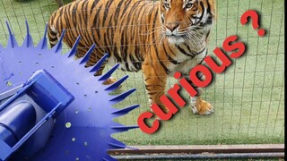 how to get a tiger real excited !