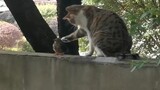 [Animals]A cat is teasing its prey bird