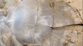 True and False Jellyfish: Encountering a Large Grouper