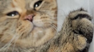 This is moldy mangosteen.