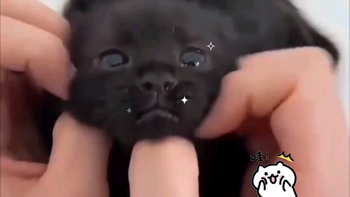 แมวดำไม่ใช่แมวเหม็นหรอกนะ～ภาคสอง!!