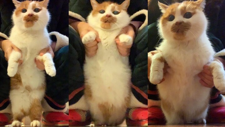 The owner wanted the cat to say hello for the New Year, but the cat just grumbled and complained the