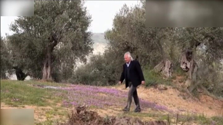 Taste Ferrandina | 费兰迪纳的黑橄榄