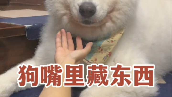 Có gì trong mồm con chó vậy!?