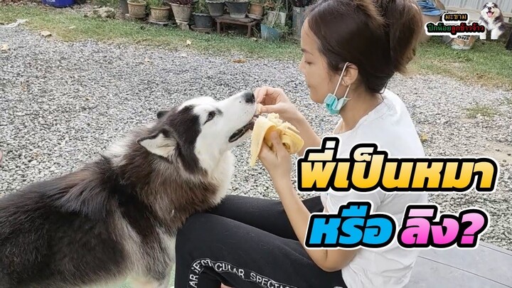 ตกลงพี่เป็น”หมาหรือลิง” กันแน่ชอบหม่ำกล้วย  | มะขาม ปึกน้อย ลูกข้าวจ้าว EP. 315