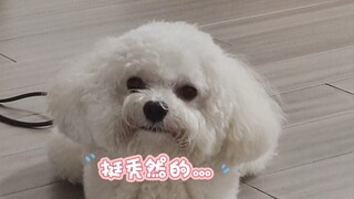 What? The swimming crab turned into a puppy!?