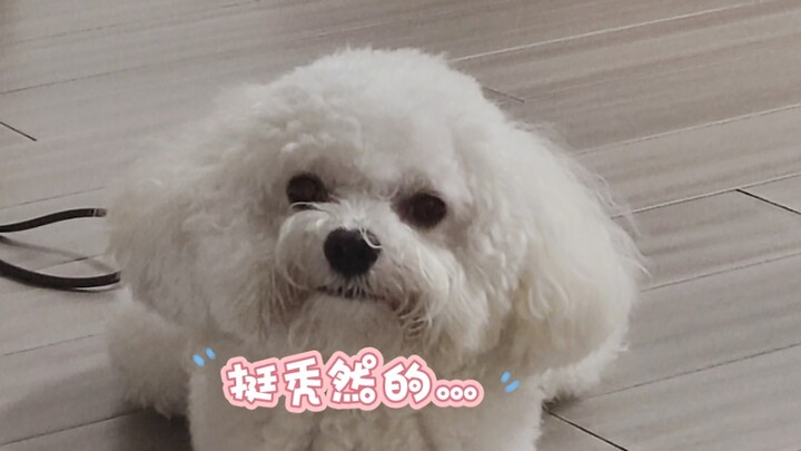 什么？梭子蟹变小狗了!？