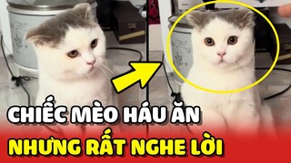 Cưng xỉu với chiếc mèo tuy HÁU ĂN nhưng rất biết NGHE LỜI 😍 | Yêu Lu