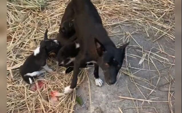 ماما الكلبة: ماذا؟ تبي تسرق ولدي مني بنشل هامبرغر واحد؟