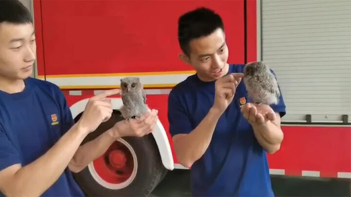 [Animal] My boyfriend's eyes are full of love!