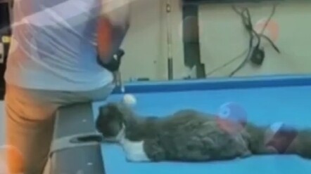 Waktunya tunjukkan skill sejati...! Siapa yang bisa menolak kucing kecil yang polos dan menggemaskan