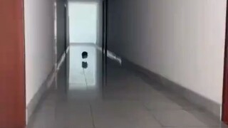Cat racing