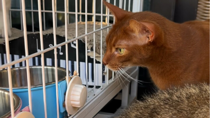 This Iron Army guy is a real stand-up dude! Even when he’s got food, he still thinks of his bros…