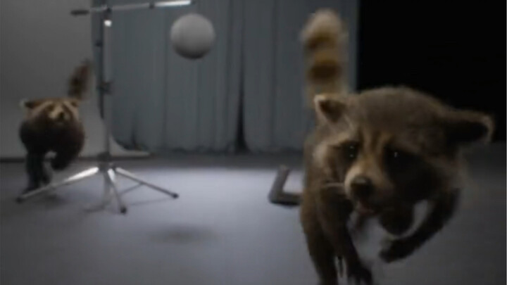 Sampel uji Rocket Raccoon "Guardians of the Galaxy Vol. 3", Rocket dewasa berjalan berdampingan deng
