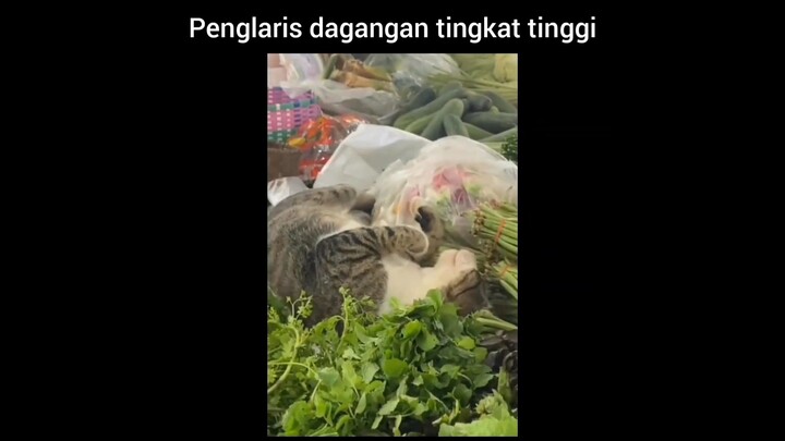 KUCING LUCU