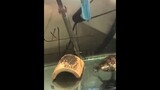 Turtle Playing Tic Tac Toe😳