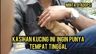 Nggak Nyangka Kucing Orange Jalanan Ini Nekat Datang Sendiri Ke Bascamp Minta Di Adopsi..!