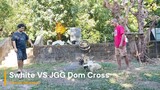 Joe Goode Grey Arayata Dom VS Pure Swhite second spar