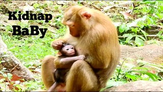 OMG!!, BREAK HEART BABY MONKEY SCARE TOO MUCH,KIDNAPPER PULL KIDNAP BABY SCARE CRYING