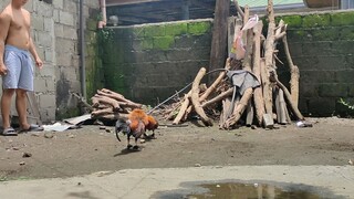 spar ng bago palahi