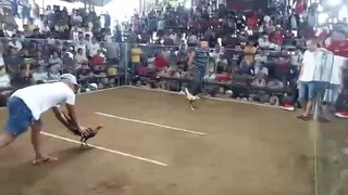 San Pascual Cockpit Arena 4 Stag Derby 2nd Fight W (KHLOE GF) Nov. 14, 2023