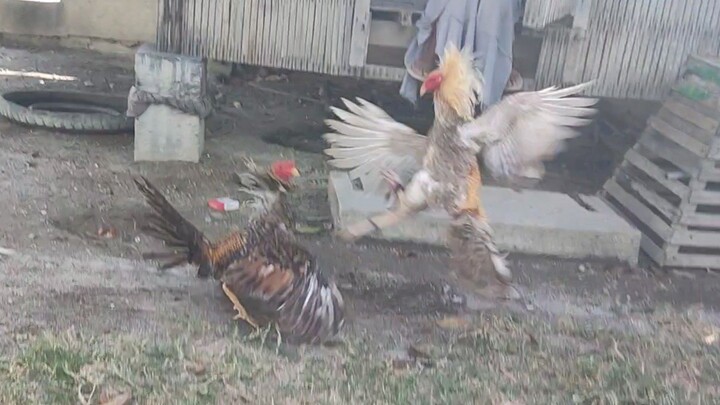 My Seek Air Dome Sweater blues Vs Against 3x winner Bulik hennie blues nikibitaw