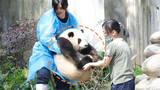 【Panda】Hehua is too heavy, the keeper can't hold it alone