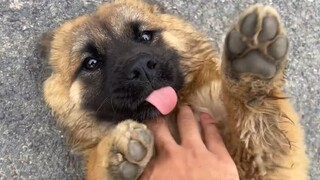 Saya akan melakukan tes genetik pada anak anjing She Niu. Hasilnya akan keluar dalam 20 hari, jadi t
