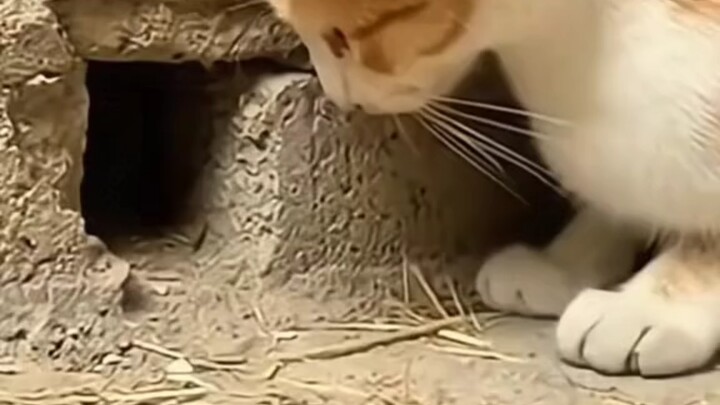 “Kehidupan kucing begitu, sekejap sepanjang masa”