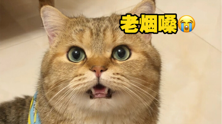 Seberapa besar pengaruh sterilisasi terhadap suara kucing? Sepertinya langsung berubah jadi spesies 