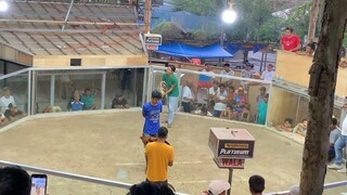 3rd fight 🐓 win🏆 umikot pa sa iri😁 #badian cockpit #3wins