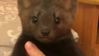 When you hold a black mink in your hand, it’ll just stare blankly at you—and then immediately fall f