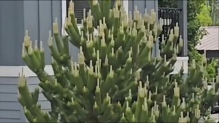 《逐客松》