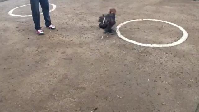 San Vicente Cockpit Arena 2 hits Ulutan (1st fight)